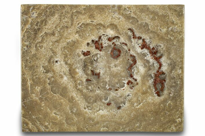 Polished Fossil Rugose Coral Slab - Morocco #276086